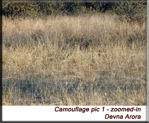 Devna Arora - Camouflage, zoomed in